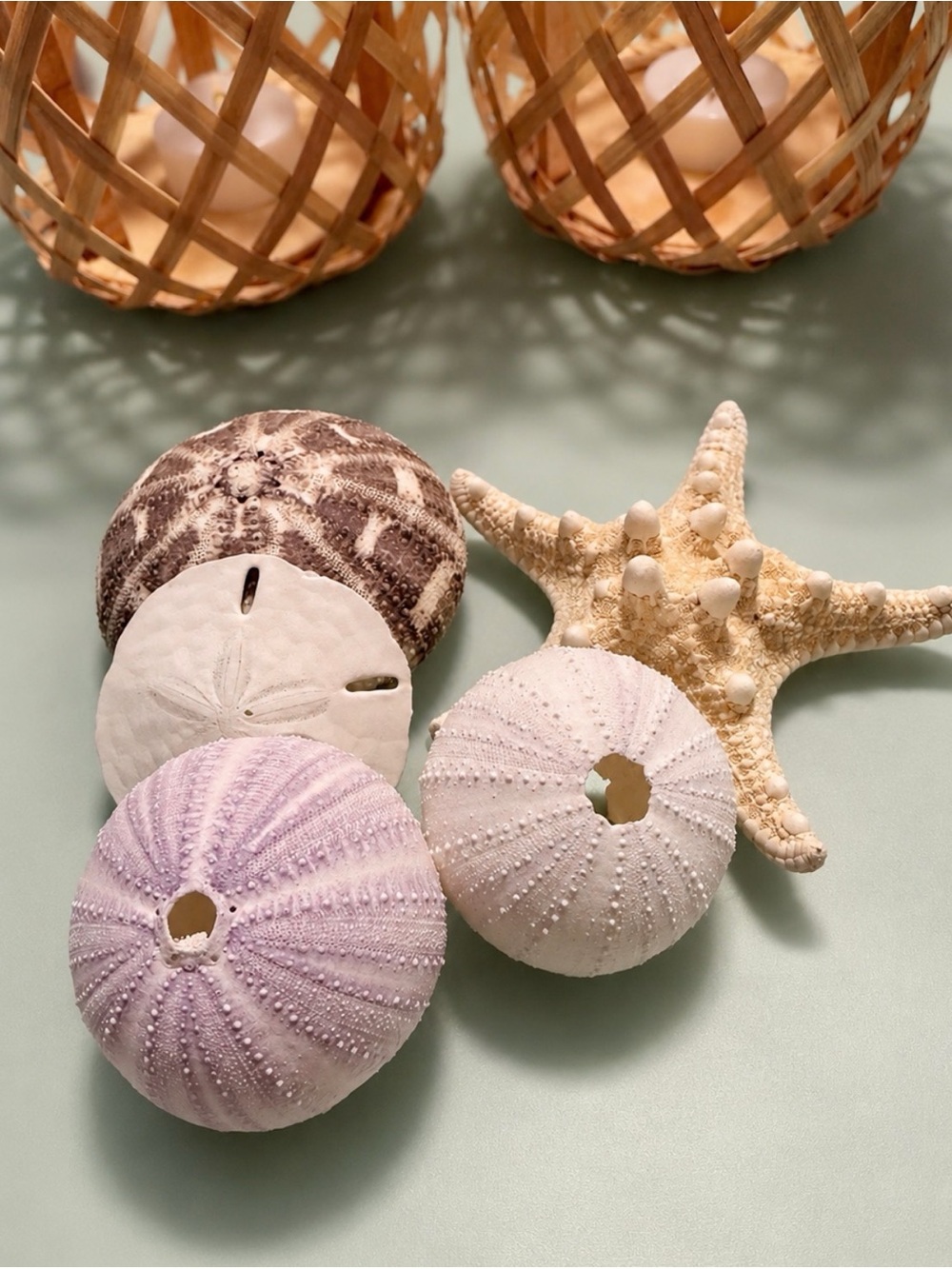 Sea Urchins | Starfish | Sand Dollar